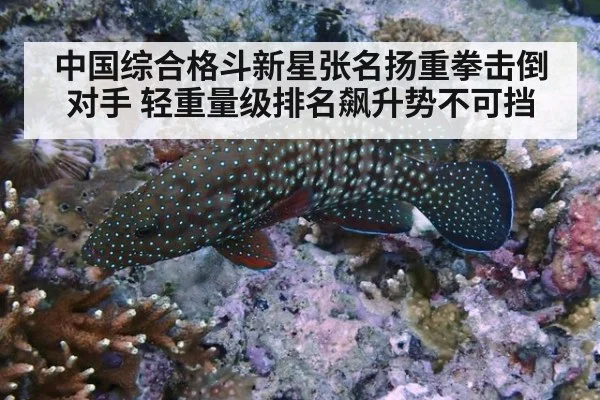 中国综合格斗新星张名扬重拳击倒对手 轻重量级排名飙升势不可挡